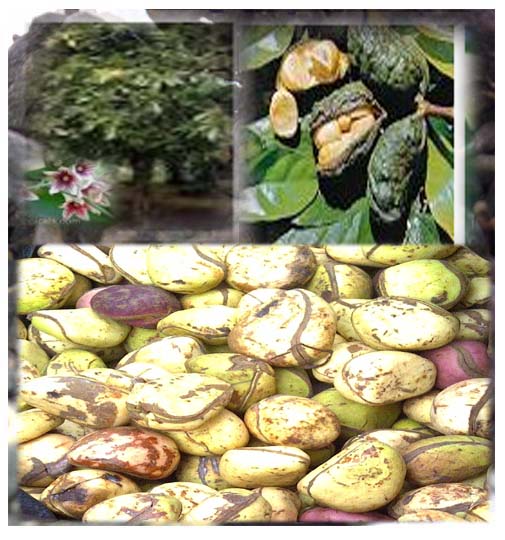Cola Nitida ( ASB)