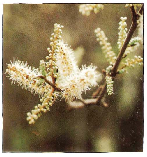 Combretum esculemtum