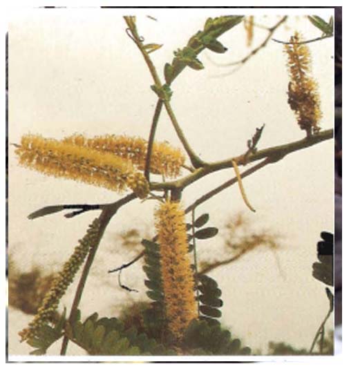Entenda Africana ( ASB) - Copie - Copie