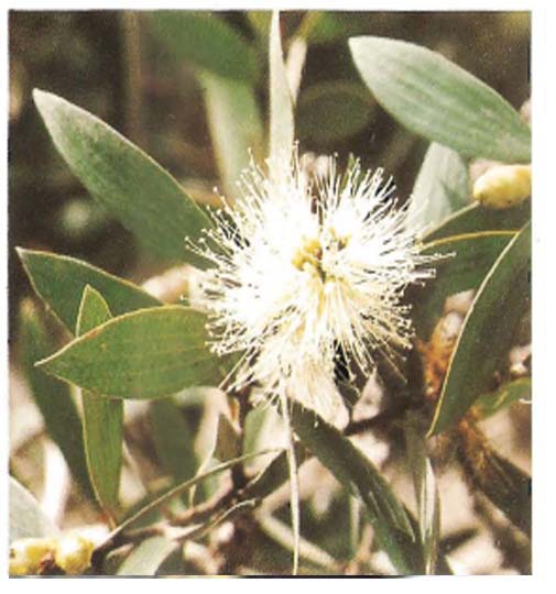 Eucalyptus ( ASB) - Copie - Copie