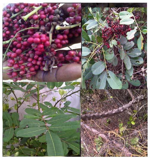 Fagara ou Zanthoxylum zanthoxyloïdes( Rutacées) ASB