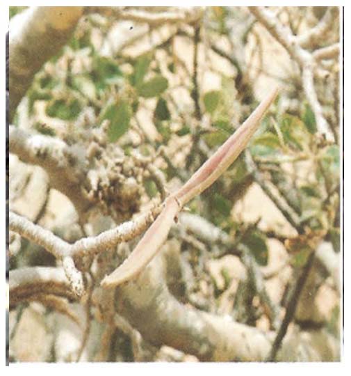 Faux Baobab