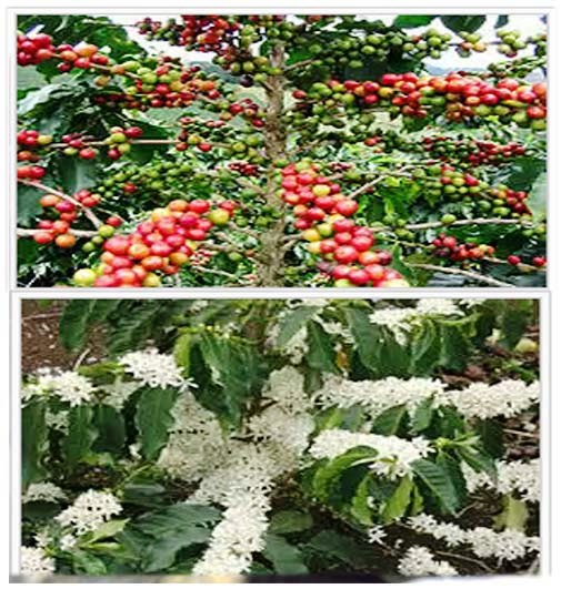 Fleurs et fruits du caféier