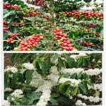 Fleurs et fruits du caféier