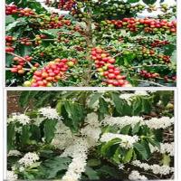 Fleurs et fruits du caféier