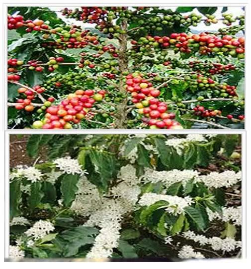 Fleurs et fruits du caféier