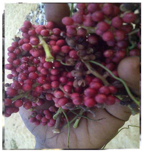 Fruits de Fagara ( ASB)