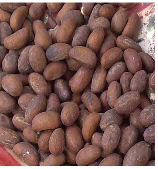 Garcinia kola ( Ahowé ou petit kola)