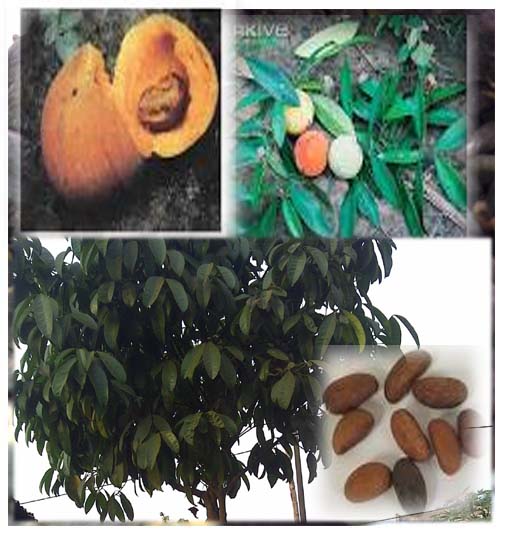 Gardenia Kola ( ASB)