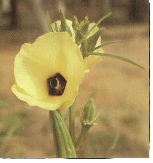 Gombo( hibiscus cannabinius)