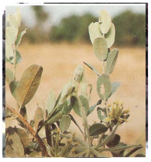 Guiera Senegalensis