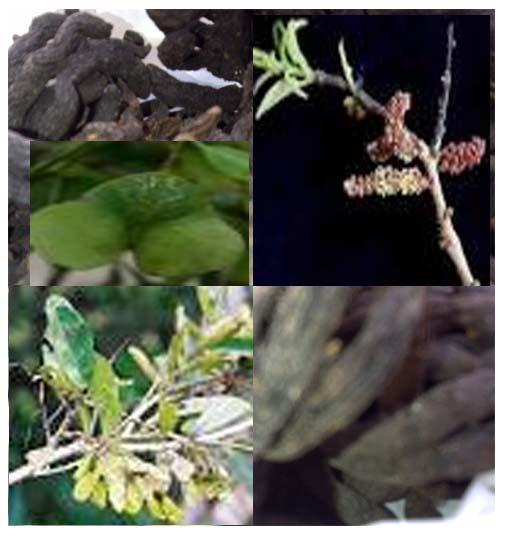 Hymenocardia Acida ( ASB)