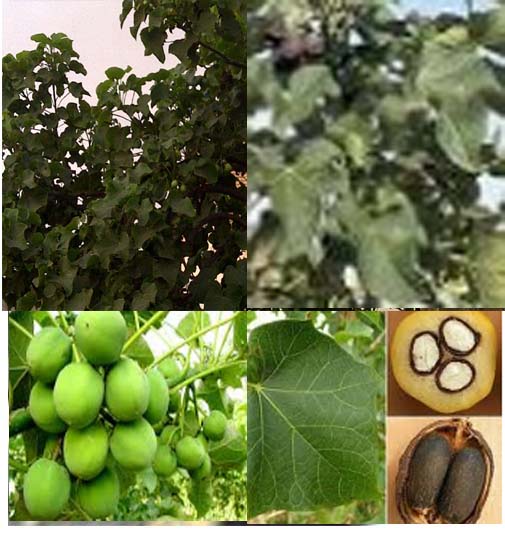 Jatropha Curcas