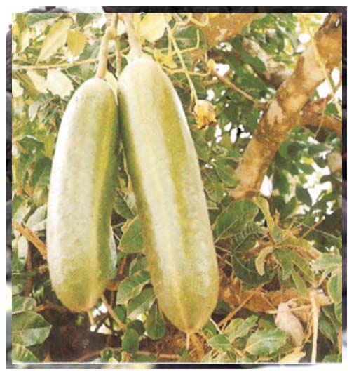 Kigelia Africana ( ASB)