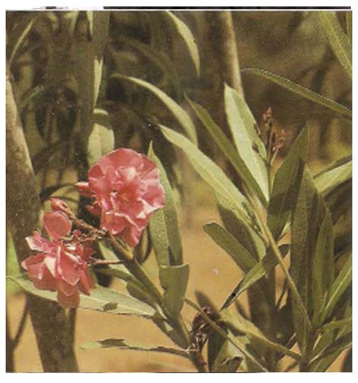 Laurier Rose ( ASB)