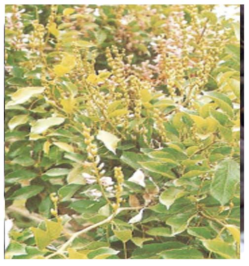 Lilas ( ASB)