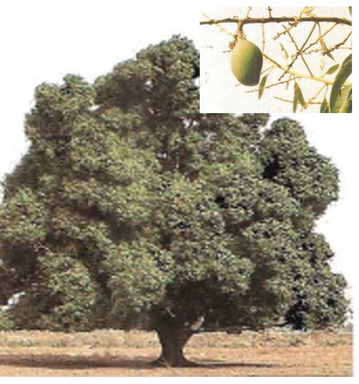Mangifera indica