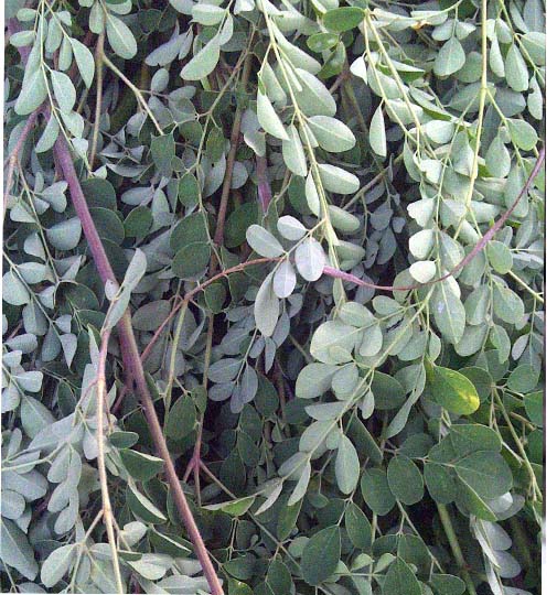Moringa Oleîfera ASB