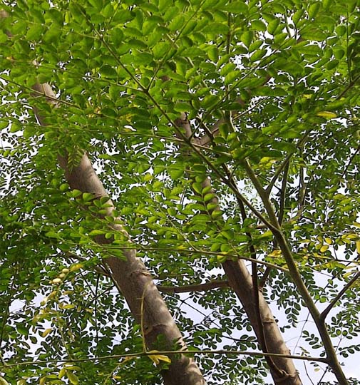 Moringa Oleîfera ( yovokpatin)ASB