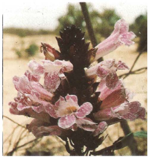 Newbouldia Laevis