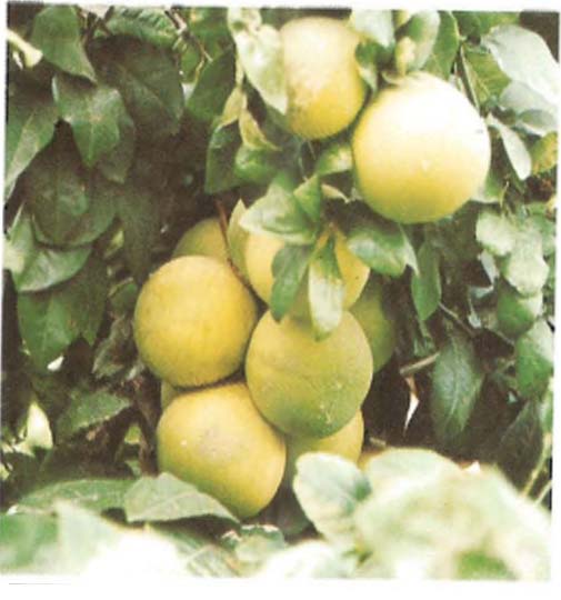 Pamplemousse ( ASB)