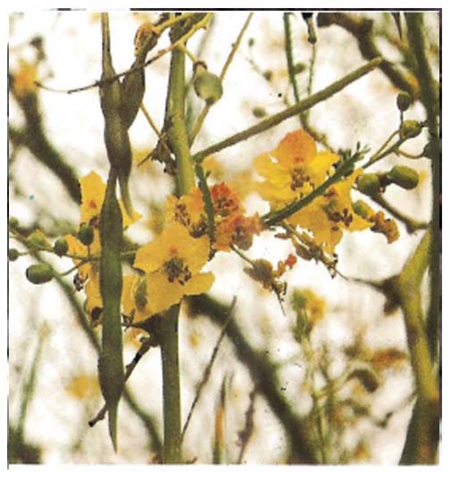 Parkinsonia ( ASB)
