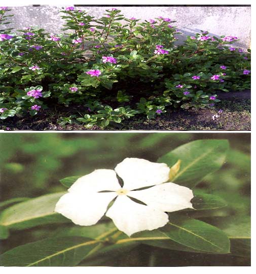 Pervenche de Madagascar ( ASB)