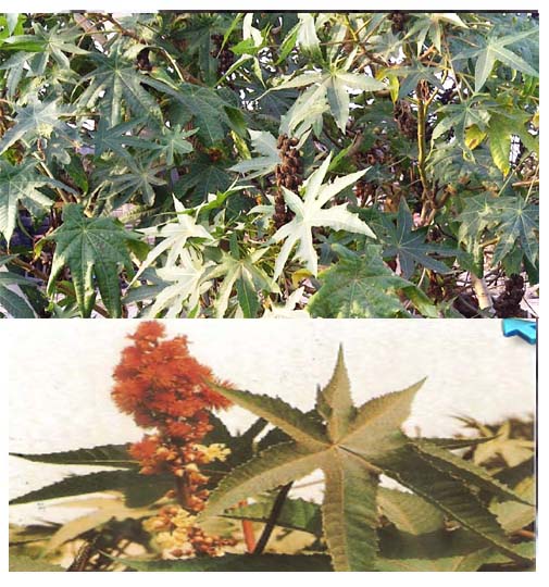Ricin ( ASB)