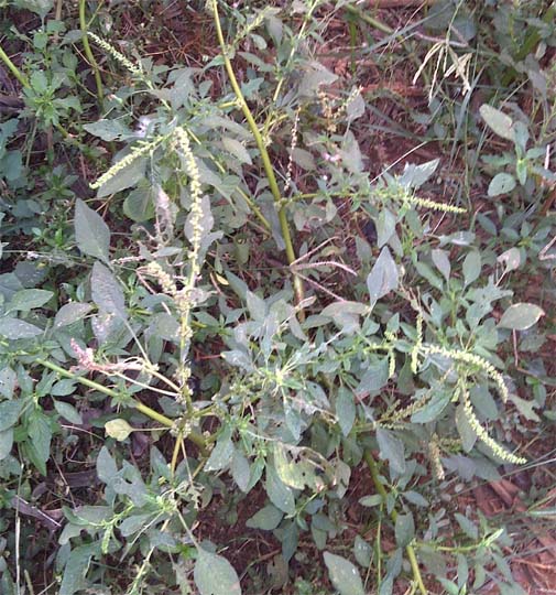 Solanum nigrum( fôtètè sauvage