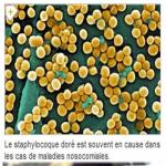 Staphylocoque doré