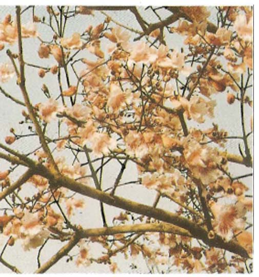 Sterospermum Kuntuanum - Copie