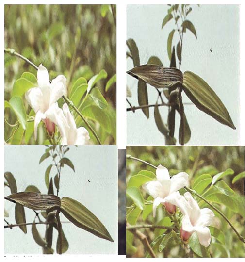 Strophantus gratus.jpg( ASB) - Copie