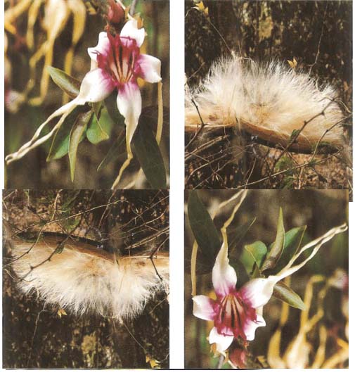 Strophantus tomentosa - Copie