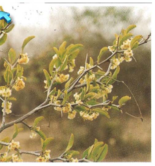 Ximenia Americana ( ASB) - Copie