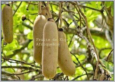 Fibrome et Kigelia Africana, Kyste et Kigelia Africana