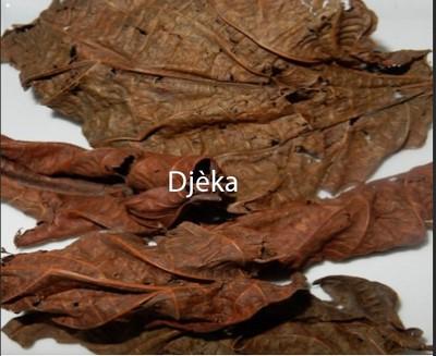 Djeka, Feuilles de Djèka, Antibiotique Naturel