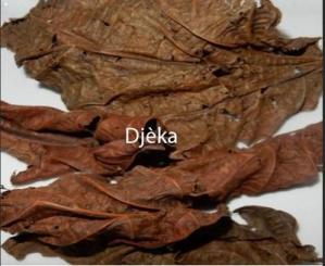 Djeka, Feuilles de Djèka, Antibiotique Naturel