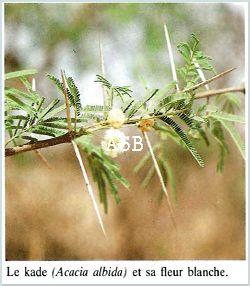 Acacia albida 2