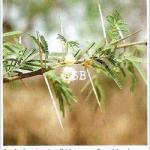 Acacia albida 2