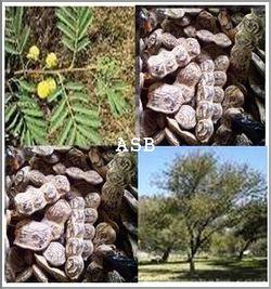 Acacia nilotica NEP NEP