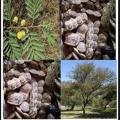 Acacia nilotica fruit arbre feuille copier 