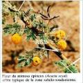 Acacia seyal 1