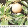 Achras sapota 1