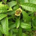 Acridocarpus 1 feuilles