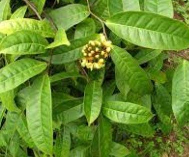Acridocarpus 1 feuilles