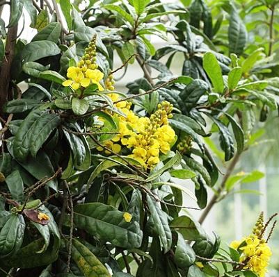 Acridocarpus