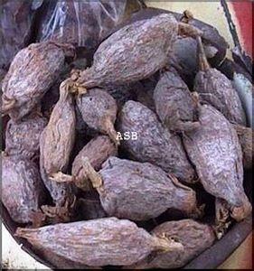 Aframomum melegueta atakoun 1
