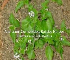 Ageratum conyzoides roi des herbes