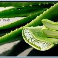 Aloe vera 2