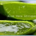 Aloe vera afrique bio